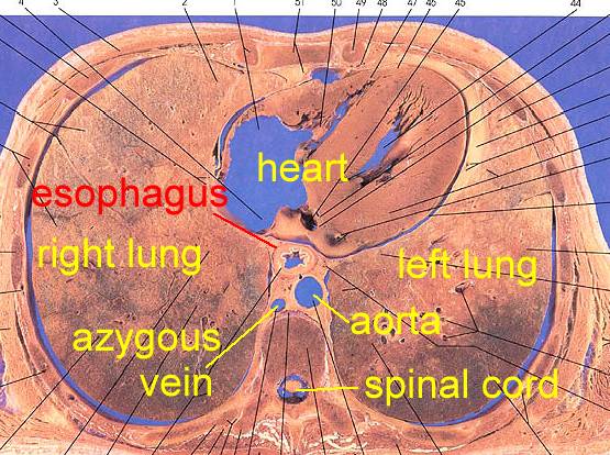 Anatomy of the Esophagus